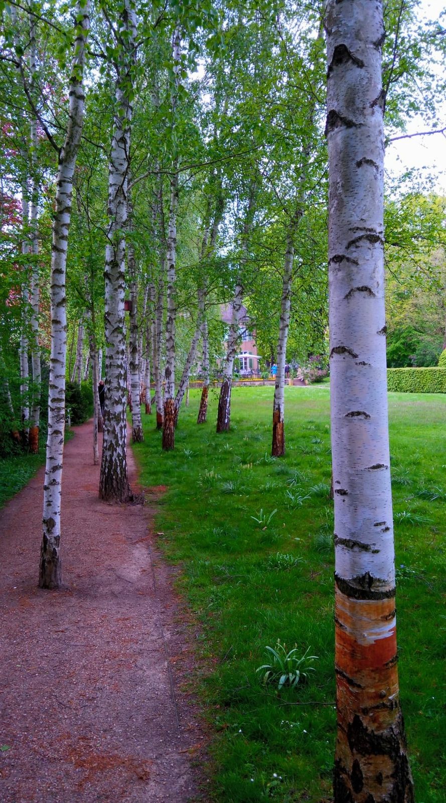 Path through the birch trees